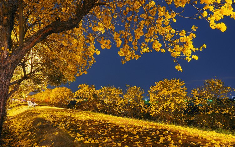 свет, ночь, деревья, листья, парк, осень, скамья, light, night, trees, leaves, park, autumn, bench