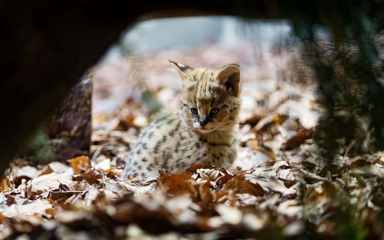 листва, уши, малыш, дикая кошка, детеныш, сервал, кустарниковая кошка, foliage, ears, baby, wild cat, cub, serval, bush cat