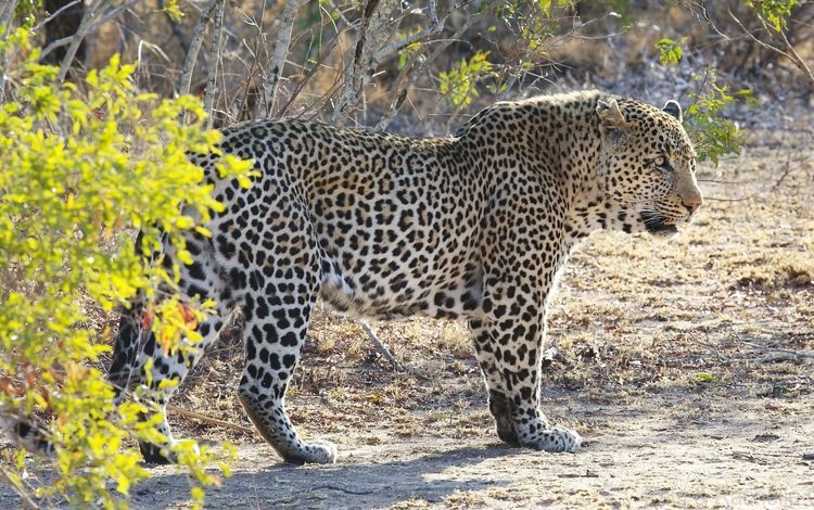 леопард, африка, кустарник, дикая кошка, leopard, africa, shrub, wild cat