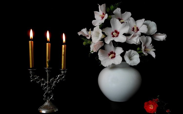 цветы, свечи, черный фон, ваза, подсвечник, мальва, flowers, candles, black background, vase, candle holder, mallow