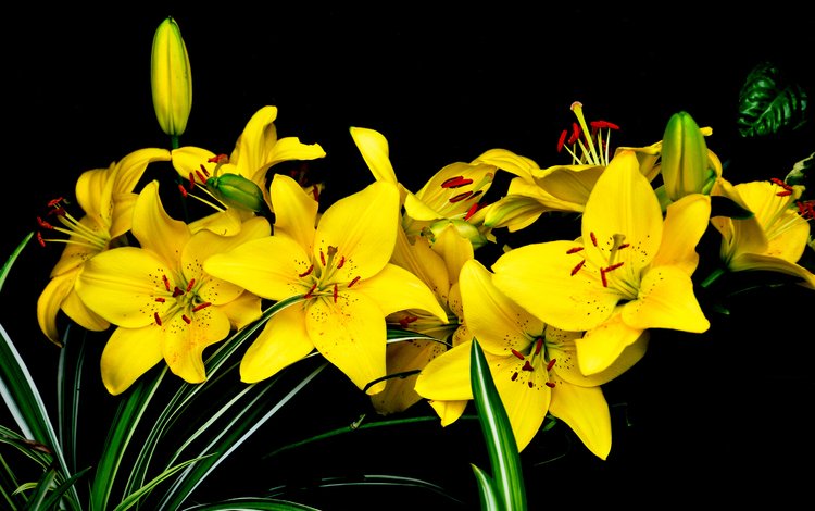 цветы, природа, лепестки, черный фон, букет, лилии, желтые, flowers, nature, petals, black background, bouquet, lily, yellow