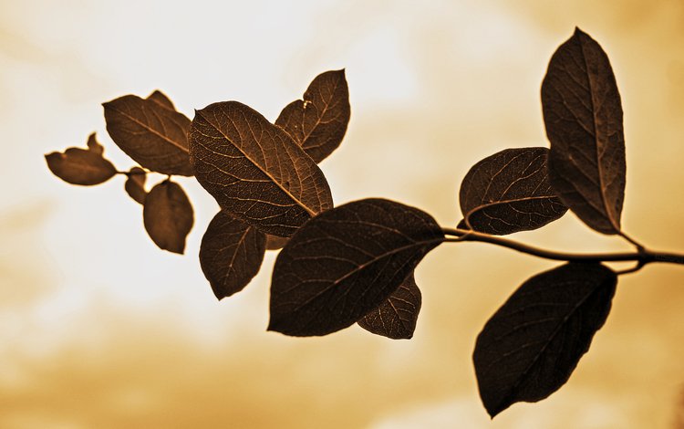 ветка, природа, листья, макро, фон, прожилки, branch, nature, leaves, macro, background, veins