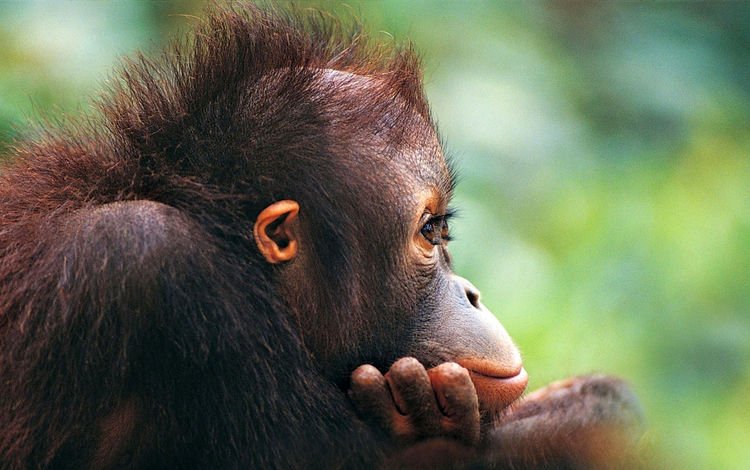мордочка, шерсть, профиль, обезьяна, детеныш, глазки, орангутан, muzzle, wool, profile, monkey, cub, eyes, orangutan