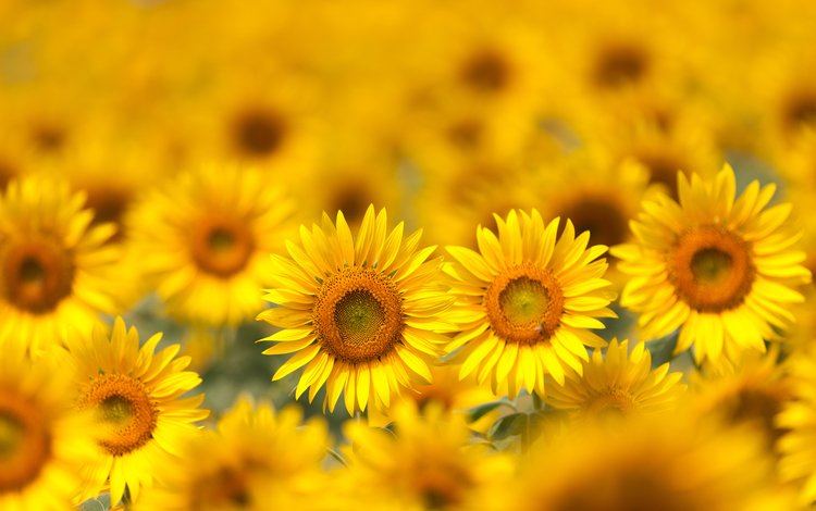 цветы, поле, лепестки, размытость, подсолнухи, желтые, flowers, field, petals, blur, sunflowers, yellow