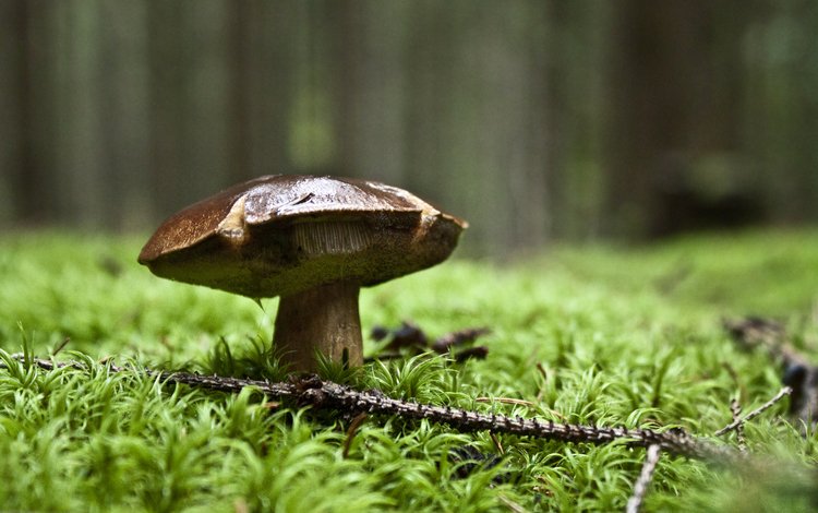природа, зелень, лес, гриб, nature, greens, forest, mushroom