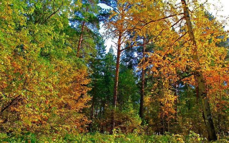 деревья, природа, лес, листья, пейзаж, парк, осень, trees, nature, forest, leaves, landscape, park, autumn