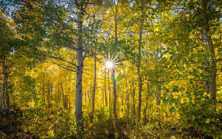 деревья, солнце, природа, лес, осень, trees, the sun, nature, forest, autumn