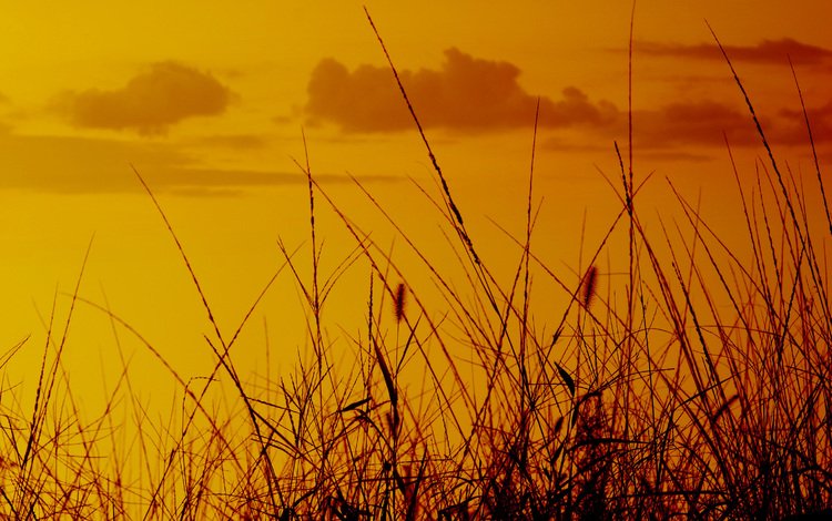 небо, колоски, трава, природа, закат, макро, фон, поле, рассвет, the sky, spikelets, grass, nature, sunset, macro, background, field, dawn