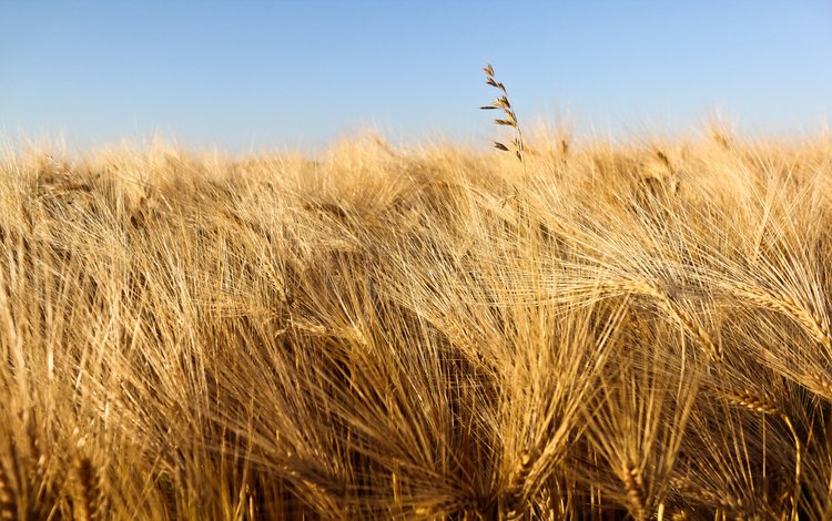 небо, природа, макро, поле, колосья, пшеница, урожай, the sky, nature, macro, field, ears, wheat, harvest