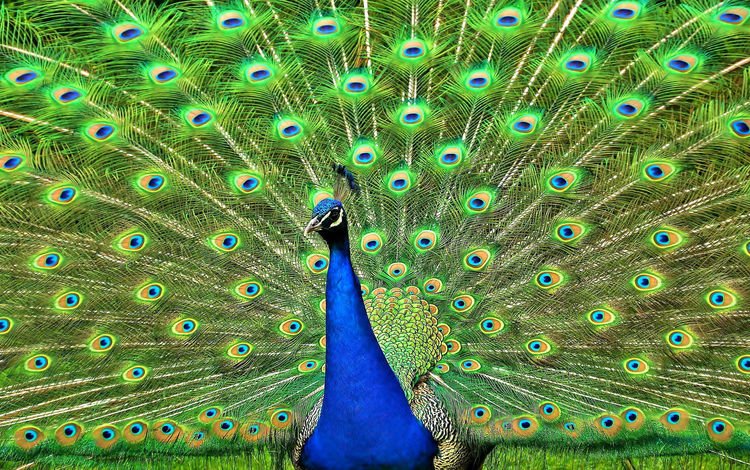 птица, павлин, перья, красивый, хвост, bird, peacock, feathers, beautiful, tail