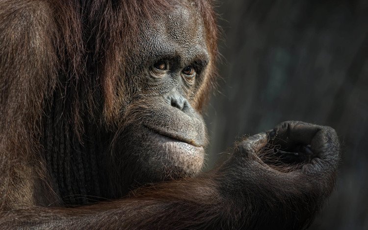 взгляд, животное, обезьяна, примат, орангутанг, ellen-ow, look, animal, monkey, the primacy of, orangutan