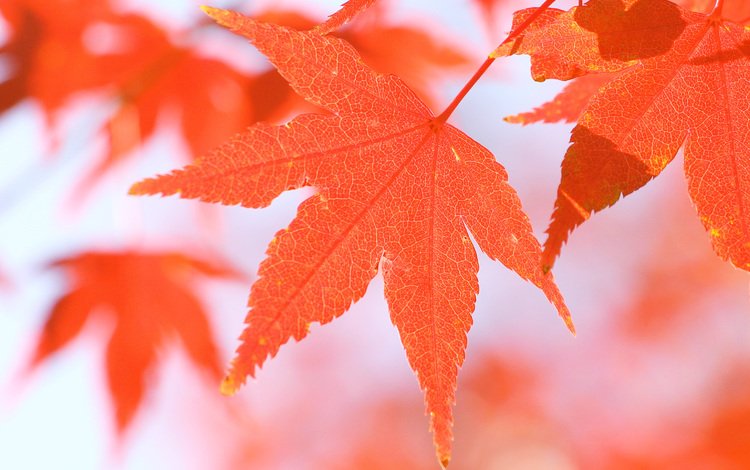 макро, осень, красный, лист, размытость, клен, кленовый лист, крупным планом, macro, autumn, red, sheet, blur, maple, maple leaf, closeup