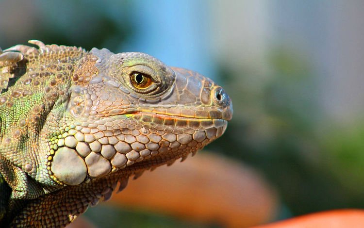 ящерица, профиль, рептилия, игуана, lizard, profile, reptile, iguana