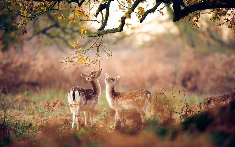 лес, животные, осень, размытость, олени, оленята, forest, animals, autumn, blur, deer, fawns