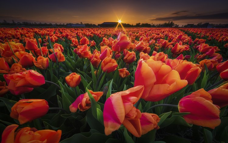 цветы, закат, поле, весна, тюльпаны, flowers, sunset, field, spring, tulips