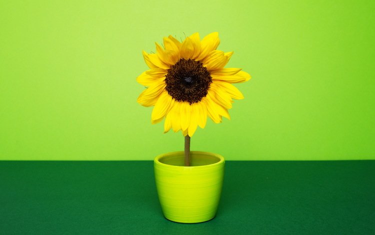 желтый, зелёный, фон, цветок, лепестки, подсолнух, горшок, yellow, green, background, flower, petals, sunflower, pot