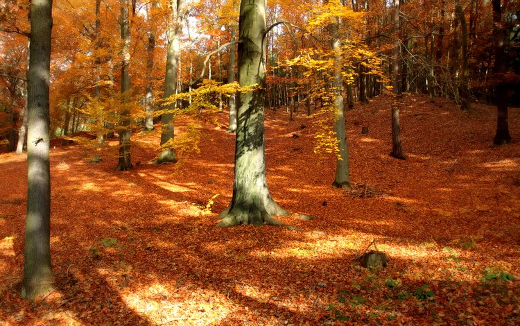 деревья, природа, лес, листья, парк, стволы, осень, trees, nature, forest, leaves, park, trunks, autumn