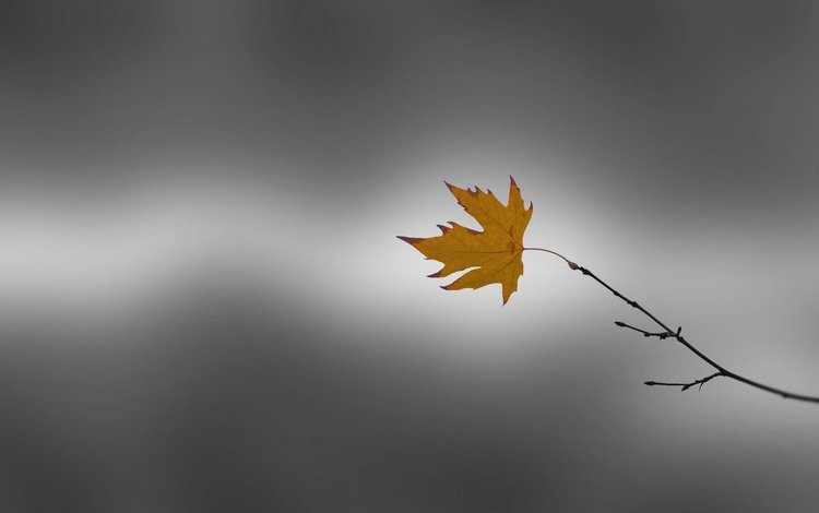 ветка, природа, фон, осень, лист, клен, branch, nature, background, autumn, sheet, maple