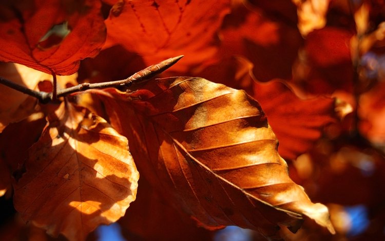 природа, листья, макро, осень, сухие, nature, leaves, macro, autumn, dry