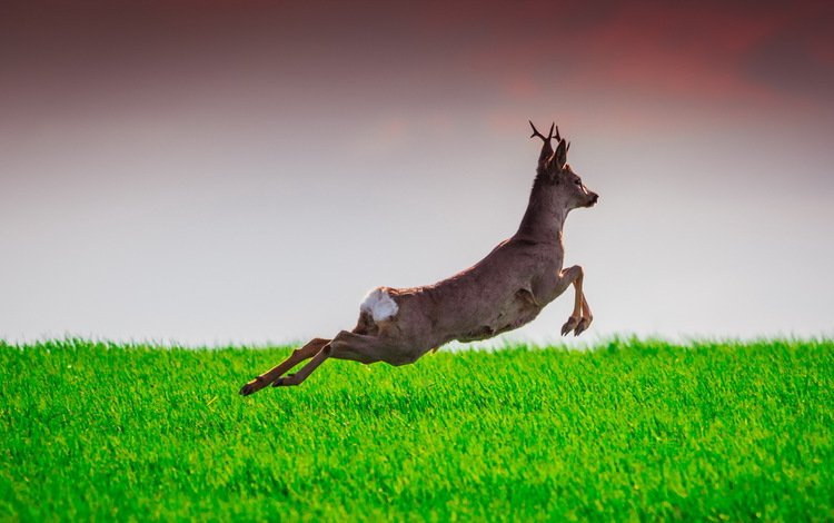 трава, олень, прыжок, лань, grass, deer, jump, doe