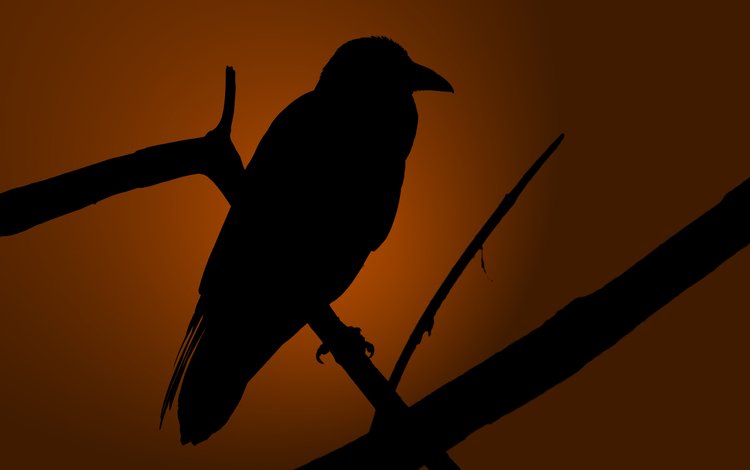 вечер, ветка, птица, силуэт, ворон, ворона, очертание, the evening, branch, bird, silhouette, raven, crow, outline