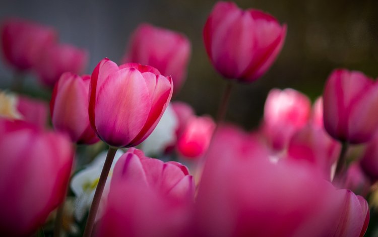 цветы, поле, весна, тюльпаны, тюльпан, flowers, field, spring, tulips, tulip