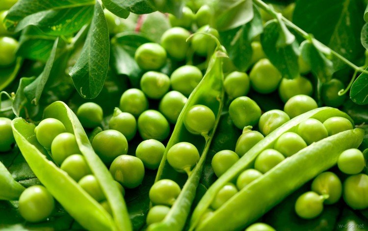 макро, горох, горошинки, стручки, зеленый горошек, macro, peas, pods, green peas