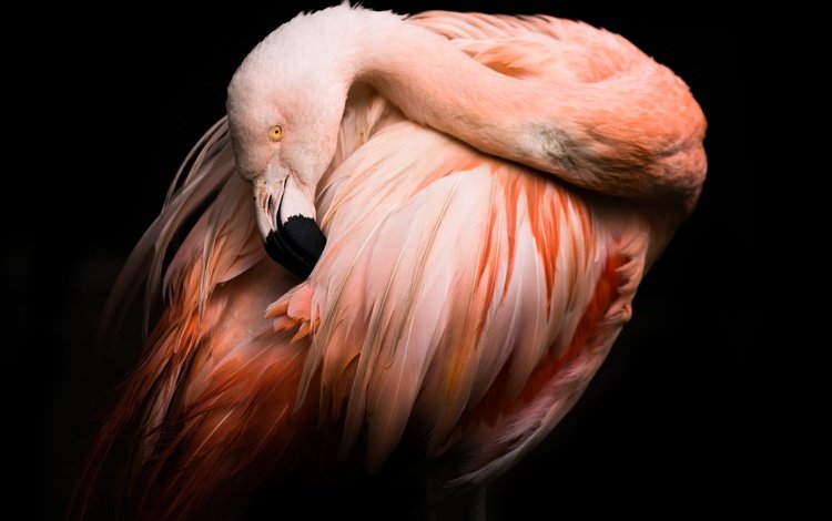 фламинго, птица, клюв, черный фон, перья, flamingo, bird, beak, black background, feathers