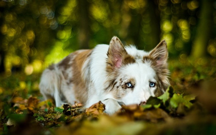 листья, мордочка, взгляд, собака, бордер-колли, leaves, muzzle, look, dog, the border collie