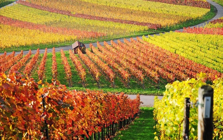 природа, виноград, пейзаж, осень, домик, виноградная лоза, виноградник, nature, grapes, landscape, autumn, house, vine, vineyard