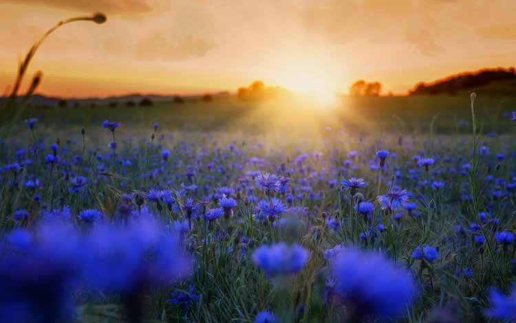 цветы, трава, солнце, закат, утро, поле, синие, васильки, flowers, grass, the sun, sunset, morning, field, blue, cornflowers
