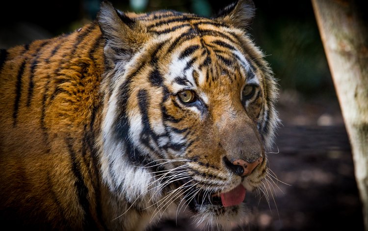 тигр, морда, кошка, взгляд, амурский тигр, tiger, face, cat, look, the amur tiger