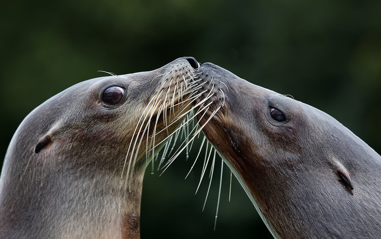 фон, усы, взгляд, поцелуй, тюлень, морской лев, тюлени, background, mustache, look, kiss, seal, sea lion, seals