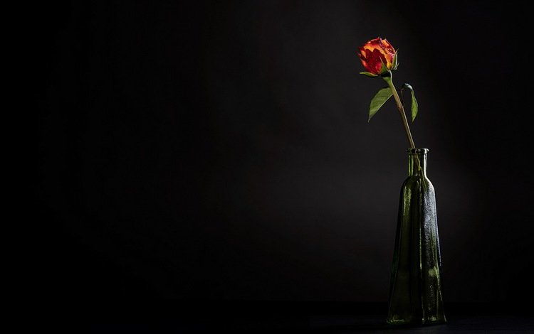 цветок, роза, лепестки, бутон, черный фон, бутылка, стебель, flower, rose, petals, bud, black background, bottle, stem