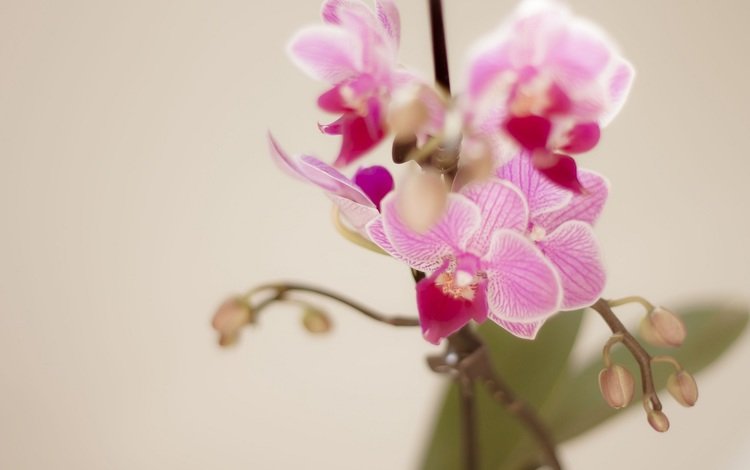 цветы, ветка, лепестки, розовый, орхидея, орхидеи, flowers, branch, petals, pink, orchid, orchids