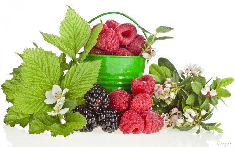 цветы, листья, малина, ягоды, белый фон, ежевика, ведро, flowers, leaves, raspberry, berries, white background, blackberry, bucket