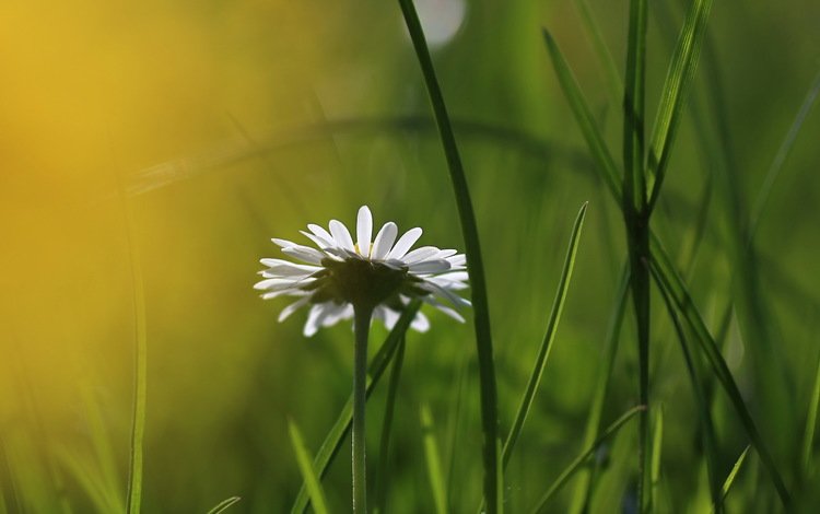 трава, природа, цветок, ромашка, размытость, grass, nature, flower, daisy, blur