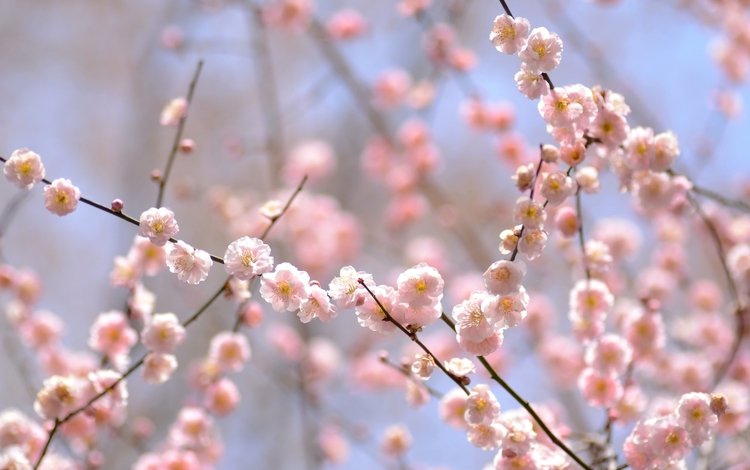цветение, ветки, весна, розовый, нежность, слива, flowering, branches, spring, pink, tenderness, drain