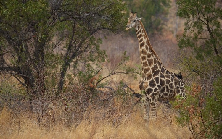 природа, кусты, жираф, саванна, шея, nature, the bushes, giraffe, savannah, neck