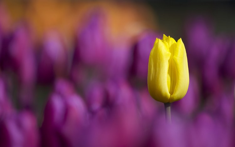 цветы, макро, лепестки, размытость, тюльпаны, тюльпан, стебель, flowers, macro, petals, blur, tulips, tulip, stem