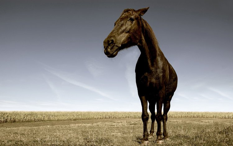 морда, лошадь, трава, поле, конь, орда, жеребец, face, horse, grass, field, horde, stallion
