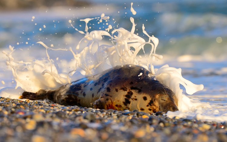 камни, берег, море, животное, пена, тюлень, stones, shore, sea, animal, foam, seal