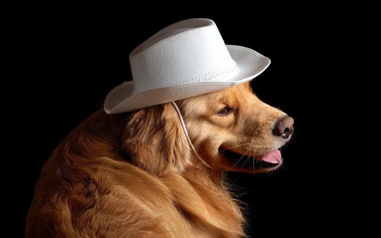 собака, друг, шляпа, золотистый ретривер, dog, each, hat, golden retriever
