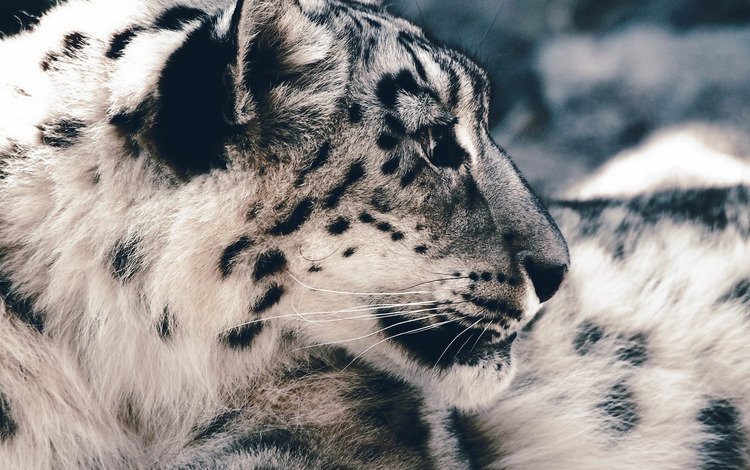 морда, хищник, снежный барс, ирбис, face, predator, snow leopard, irbis