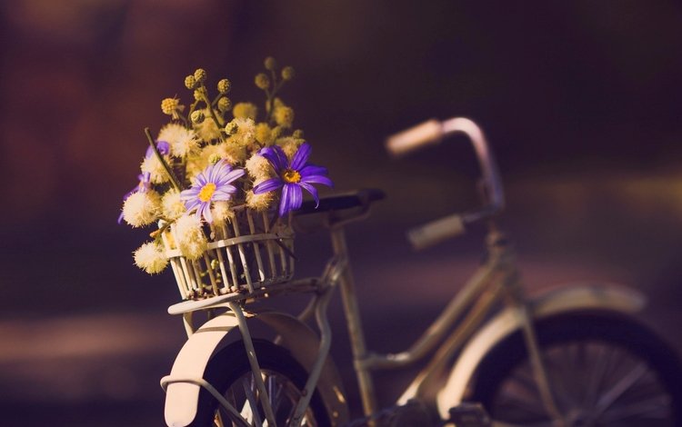 цветы, фон, велосипед, flowers, background, bike