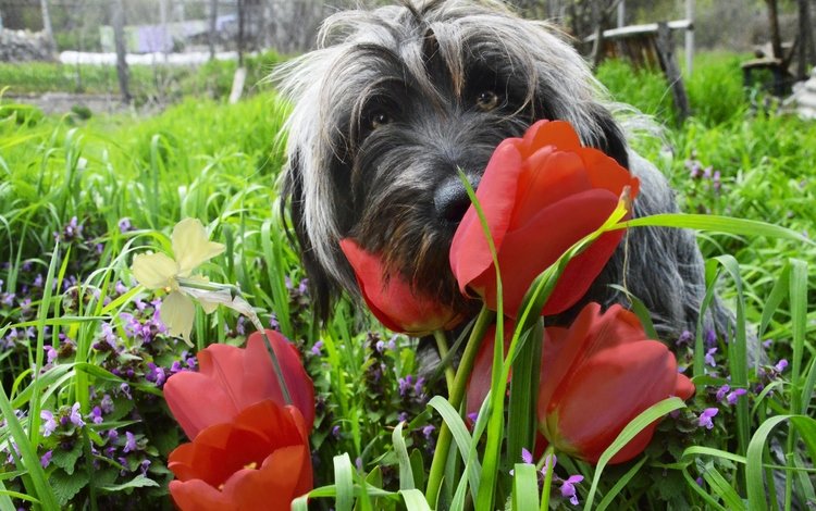 цветы, трава, мордочка, взгляд, собака, весна, тюльпаны, flowers, grass, muzzle, look, dog, spring, tulips
