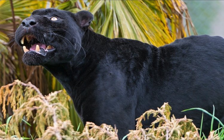 морда, кошка, хищник, профиль, пантера, животное, дикая кошка, чёрная пантера, face, cat, predator, profile, panther, animal, wild cat, black panther