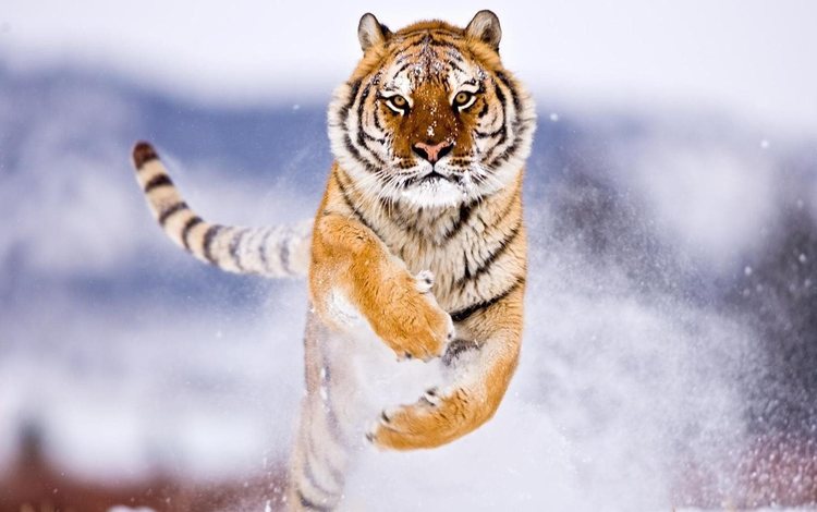тигр, снег, зима, прыжок, хищник, большие кошки, tiger, snow, winter, jump, predator, big cats