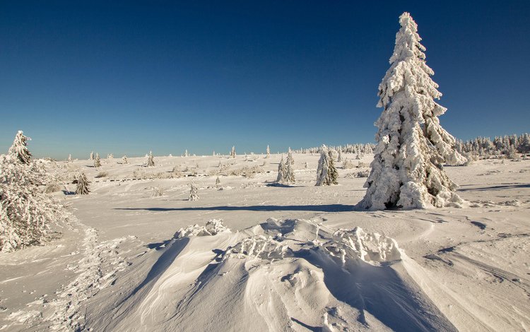 снег, лес, зима, мороз, ель, сугробы, snow, forest, winter, frost, spruce, the snow