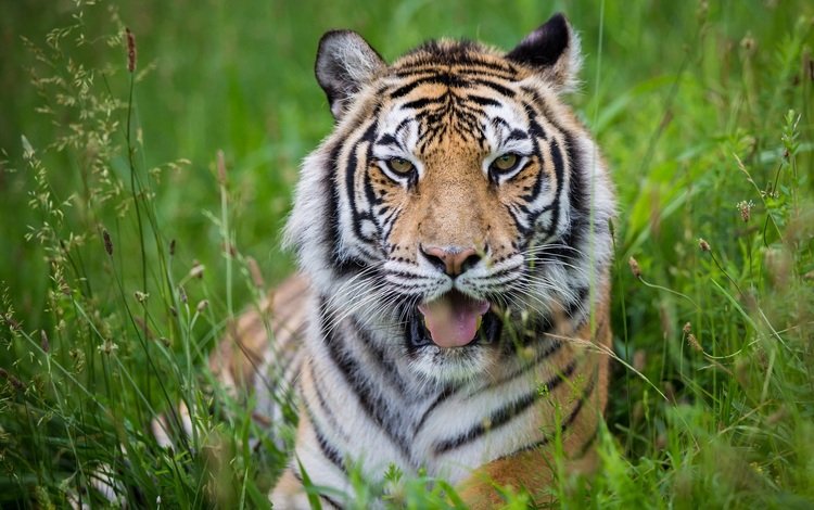 тигр, морда, трава, хищник, большая кошка, язык, tiger, face, grass, predator, big cat, language